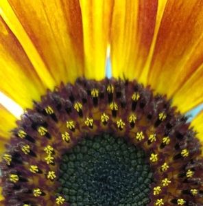 Meet your Posher, Niki